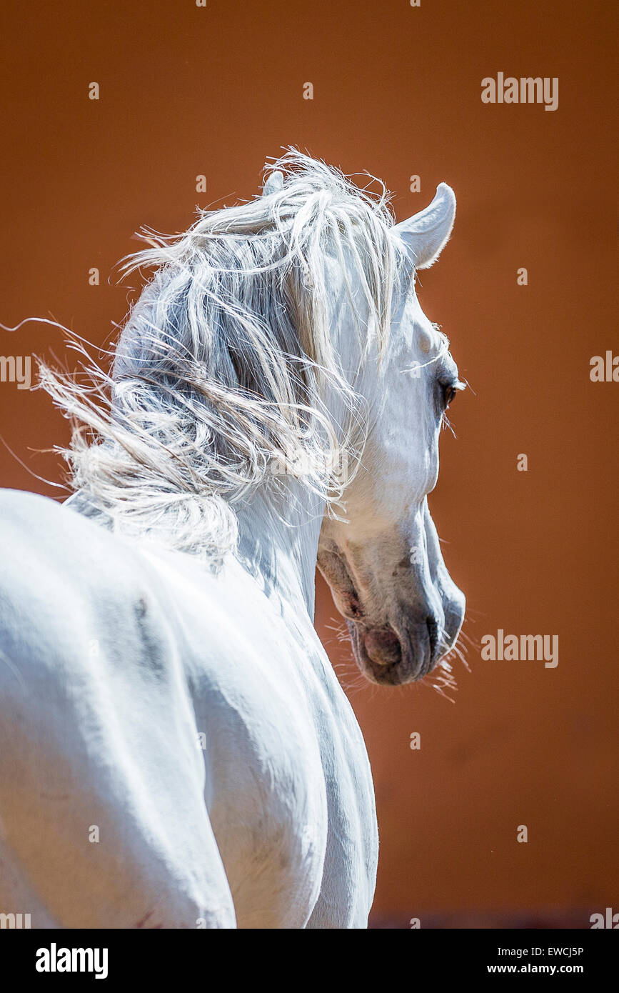 Arabian Horse. Ritratto di stallone grigio visto sulla sua schiena. Egitto Foto Stock