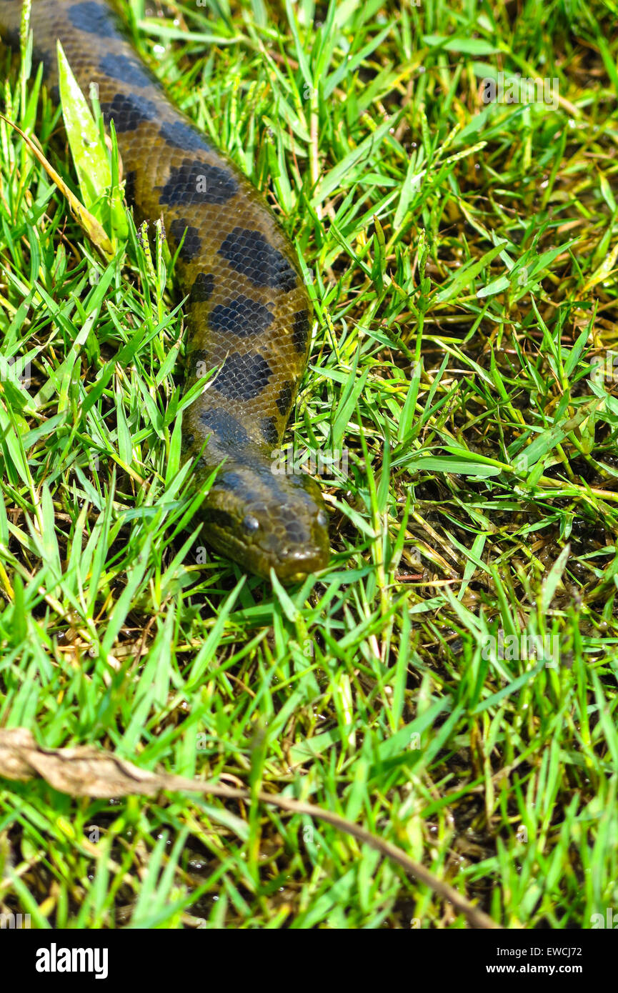 Anaconda verde (Eunectes murinus). Las Pampas de Yacuma National Park, Amazon, Bolivia Foto Stock
