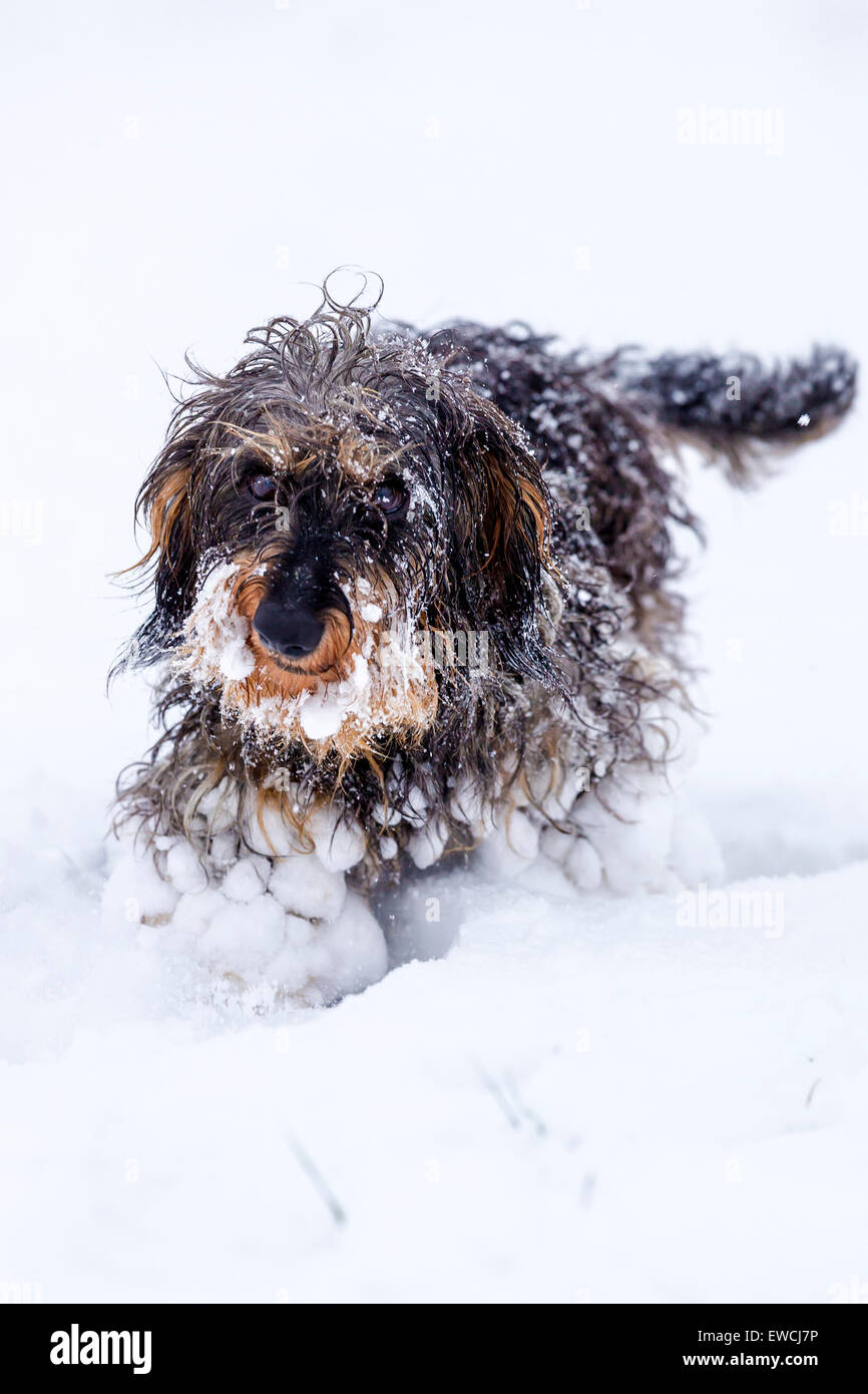 Wire-haired bassotto. Adulto a piedi nella neve con grumi di ghiaccio nella sua mano. Germania Foto Stock