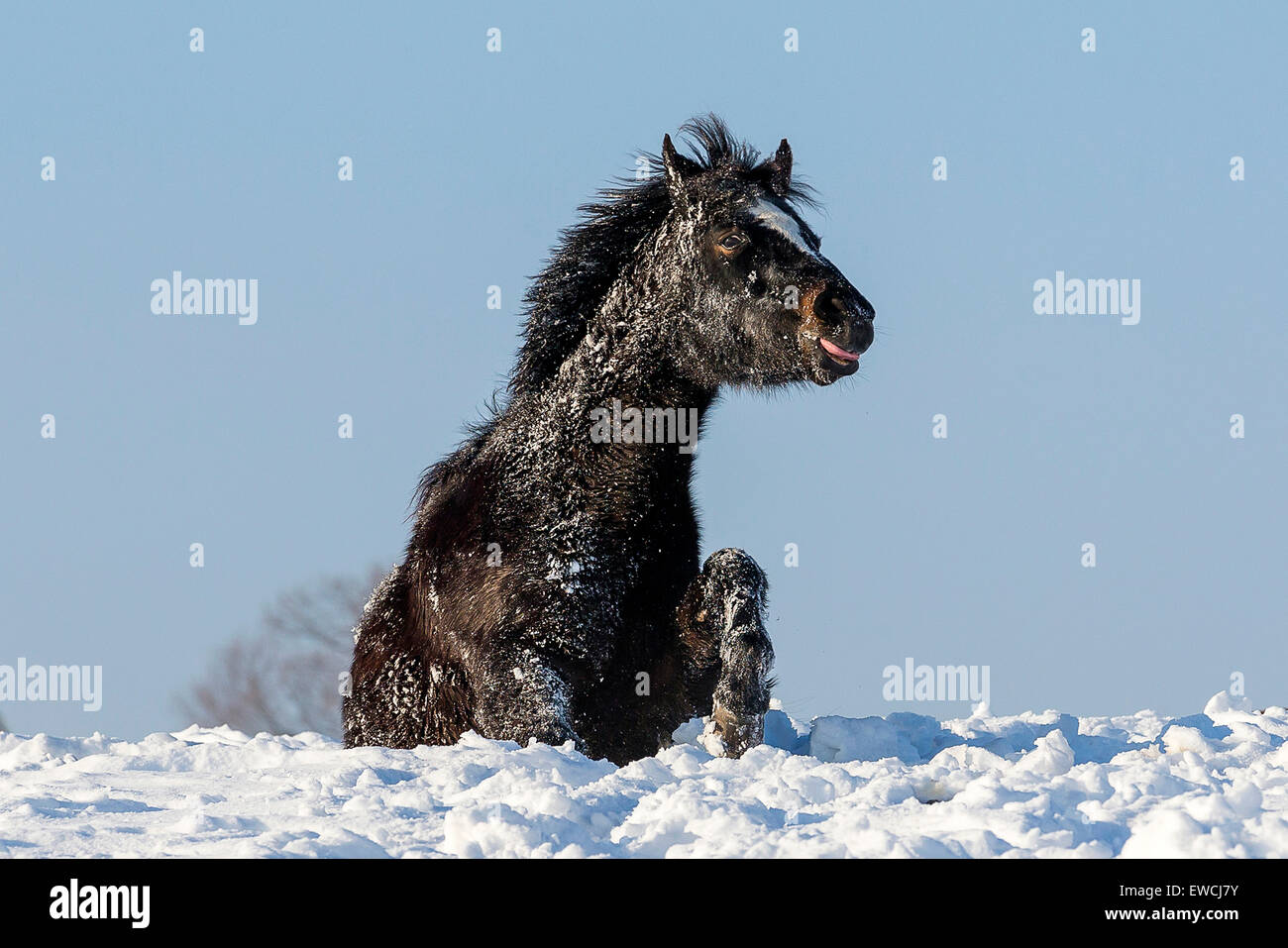 Il tedesco cavalcare pony. Senior mare rotolamento in neve. Germania Foto Stock