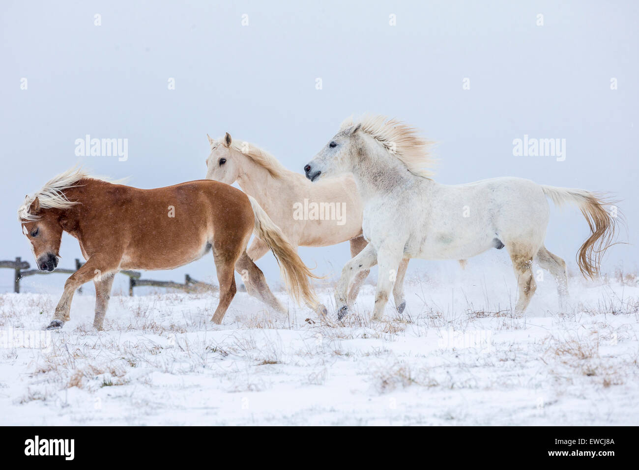 Cavalli domestici. Tre cavalli trotto su un pascolo innevato. Germania Foto Stock