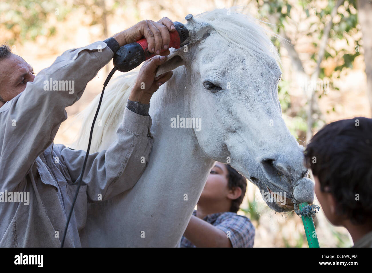 Cavallo Arabo, Arabian Horse. Lo sposo un ritaglio di un cavallo grigio. Egitto Foto Stock