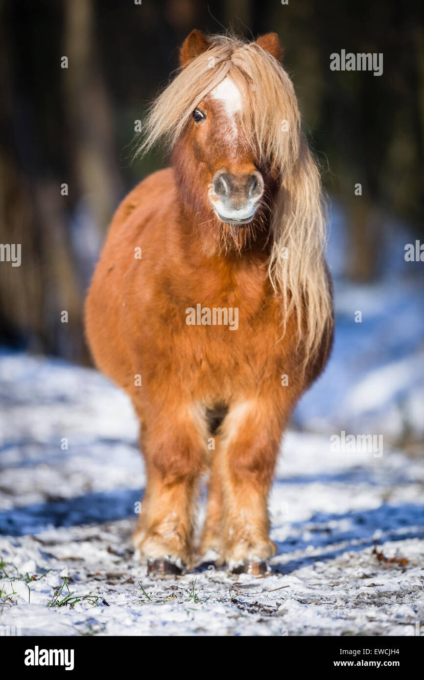 Pony Shetland. Chestnut castrazione permanente sulla neve. Germania Foto Stock