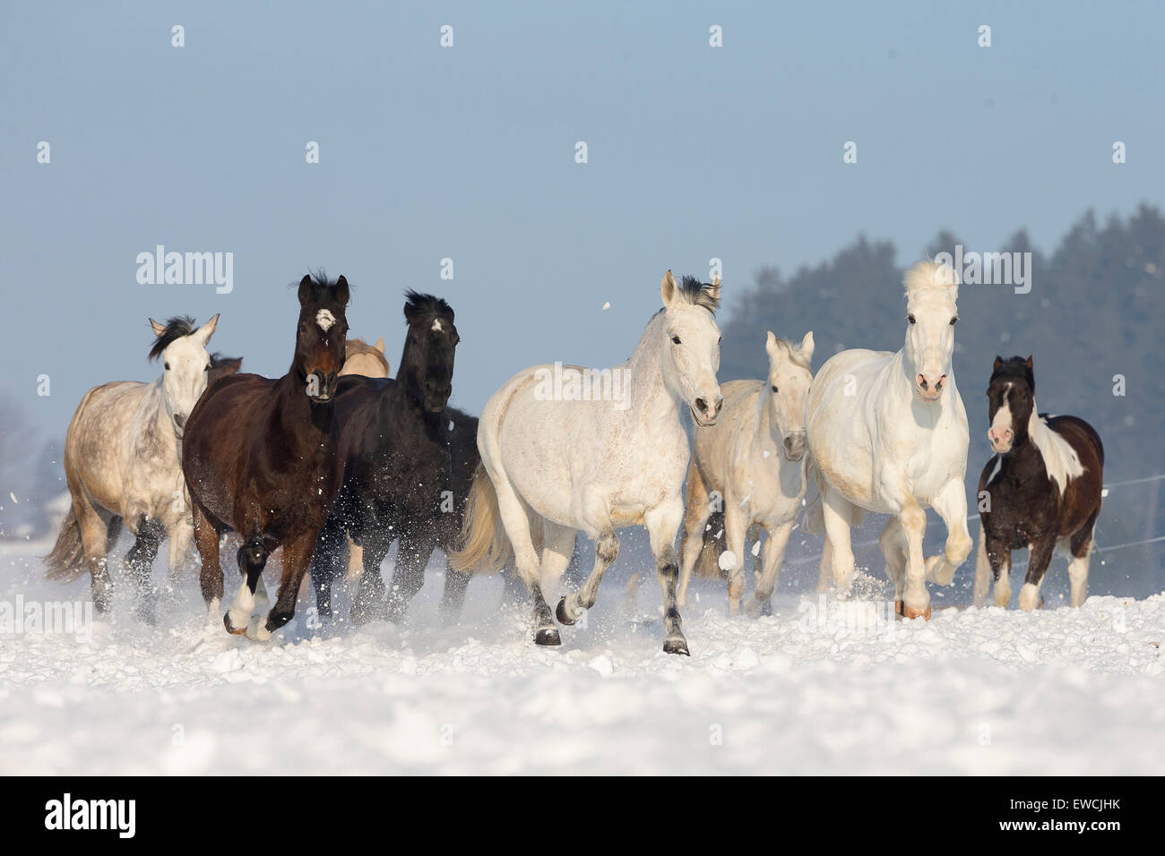 Puro Cavallo Spagnolo andaluso. Mandria al galoppo su un pascolo innevato. Germania Foto Stock