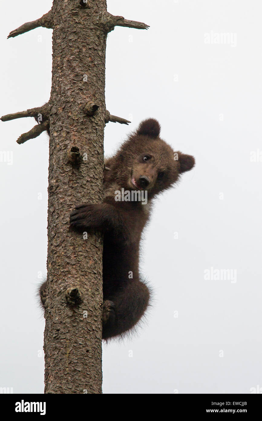 Unione l'orso bruno (Ursus arctos). Cub salendo su un tronco di albero. Svezia Foto Stock