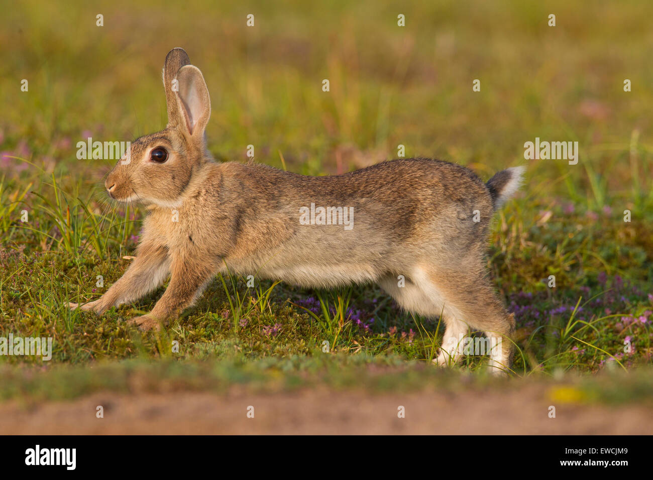 Coniglio europeo (oryctolagus cuniculus). I giovani lo stiramento su un prato. Svezia Foto Stock