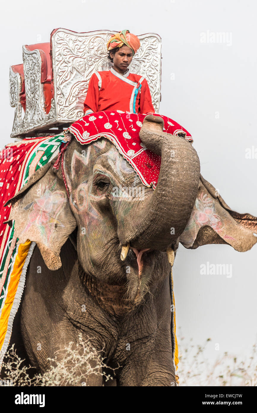 Elefante asiatico (Elephas maximus indicus) funziona come un elefante di equitazione. India Foto Stock