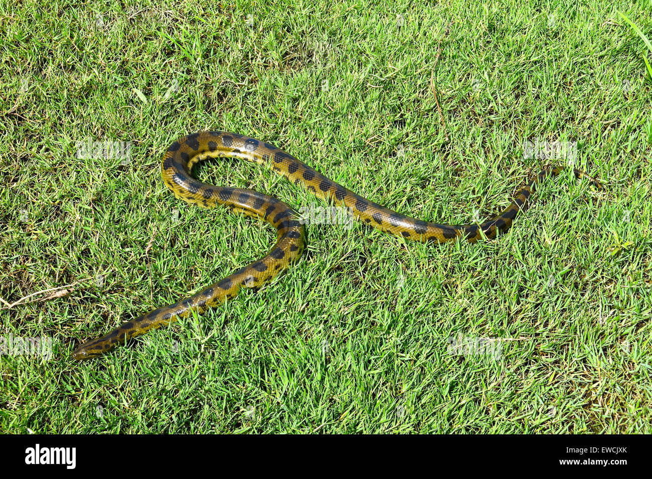 Anaconda verde (Eunectes murinus). Las Pampas de Yacuma National Park, Amazon, Bolivia Foto Stock