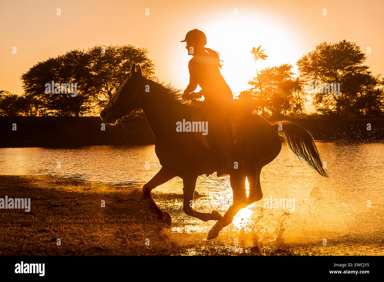 Kathiawari cavallo. Donna ciclista al galoppo su un castagno mare, stagliano contro il sole di setting. Rajasthan, India Foto Stock