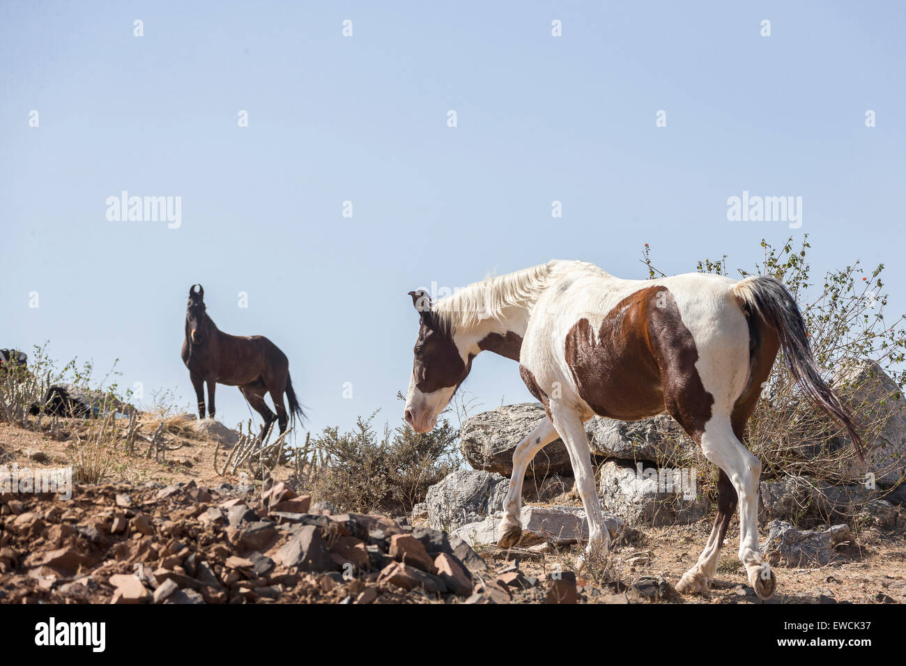 Marwari Horse. Due adulti a piedi su massi. Rajasthan, India Foto Stock