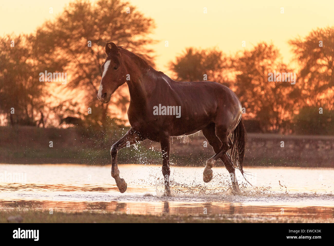 Marwari Horse. Baia mare a piedi in un lago al tramonto. Rajasthan, India Foto Stock