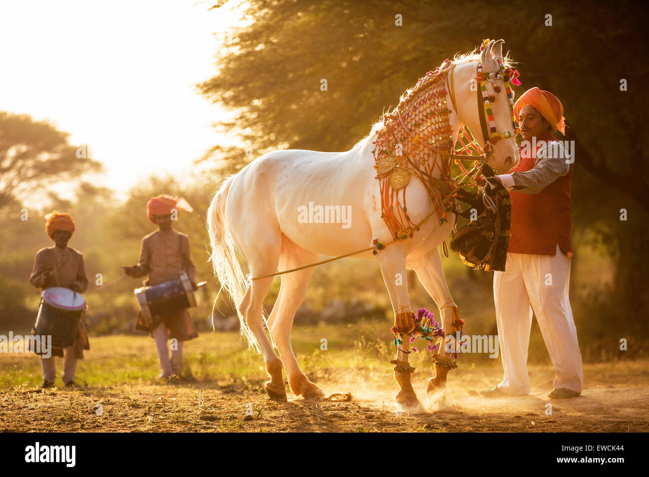 Marwari Horse. Bianco dominante il mare di eseguire un Piaffe durante un tradizionale danza del cavallo. Rajasthan, India Foto Stock
