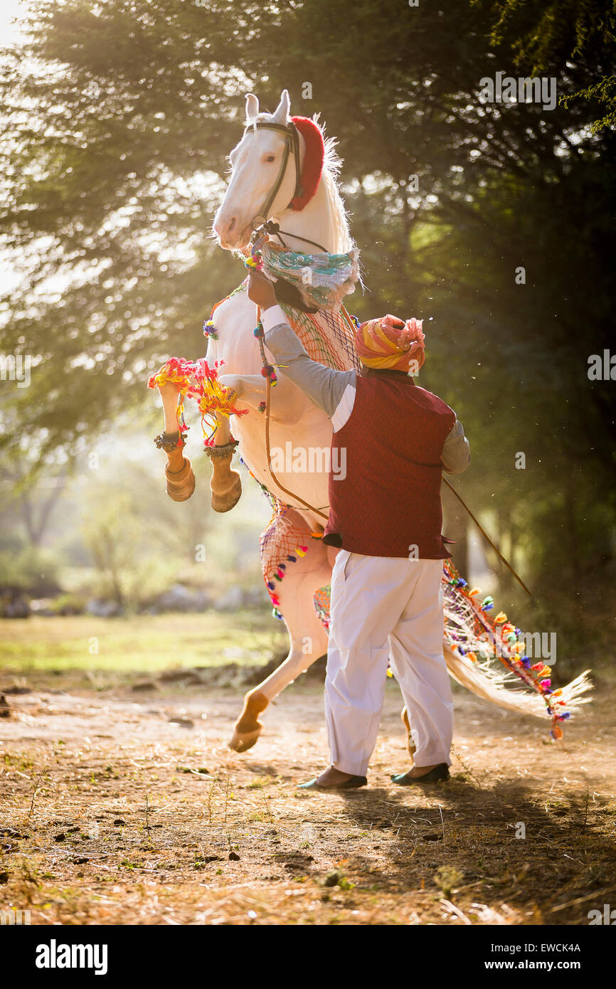 Marwari Horse. Bianco dominante stallone eseguendo un Courbette durante un tradizionale danza del cavallo. Rajasthan, India Foto Stock