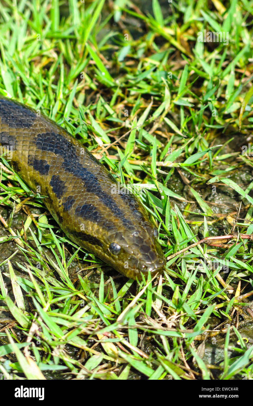 Anaconda verde (Eunectes murinus). Las Pampas de Yacuma National Park, Amazon, Bolivia Foto Stock
