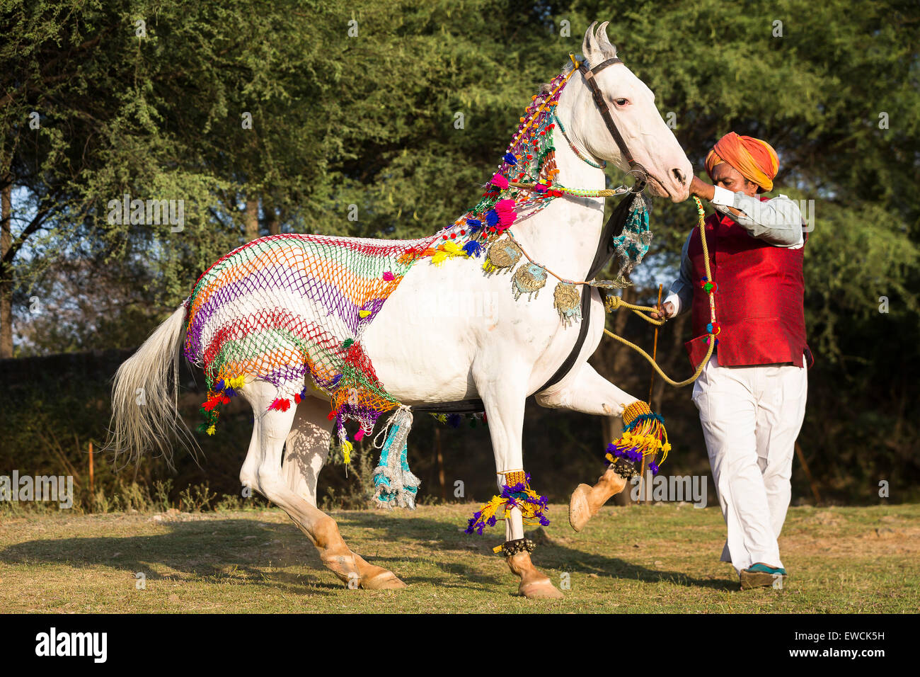 Marwari Horse. Bianco dominante il mare di eseguire un Piaffe durante un tradizionale danza del cavallo. Rajasthan, India Foto Stock
