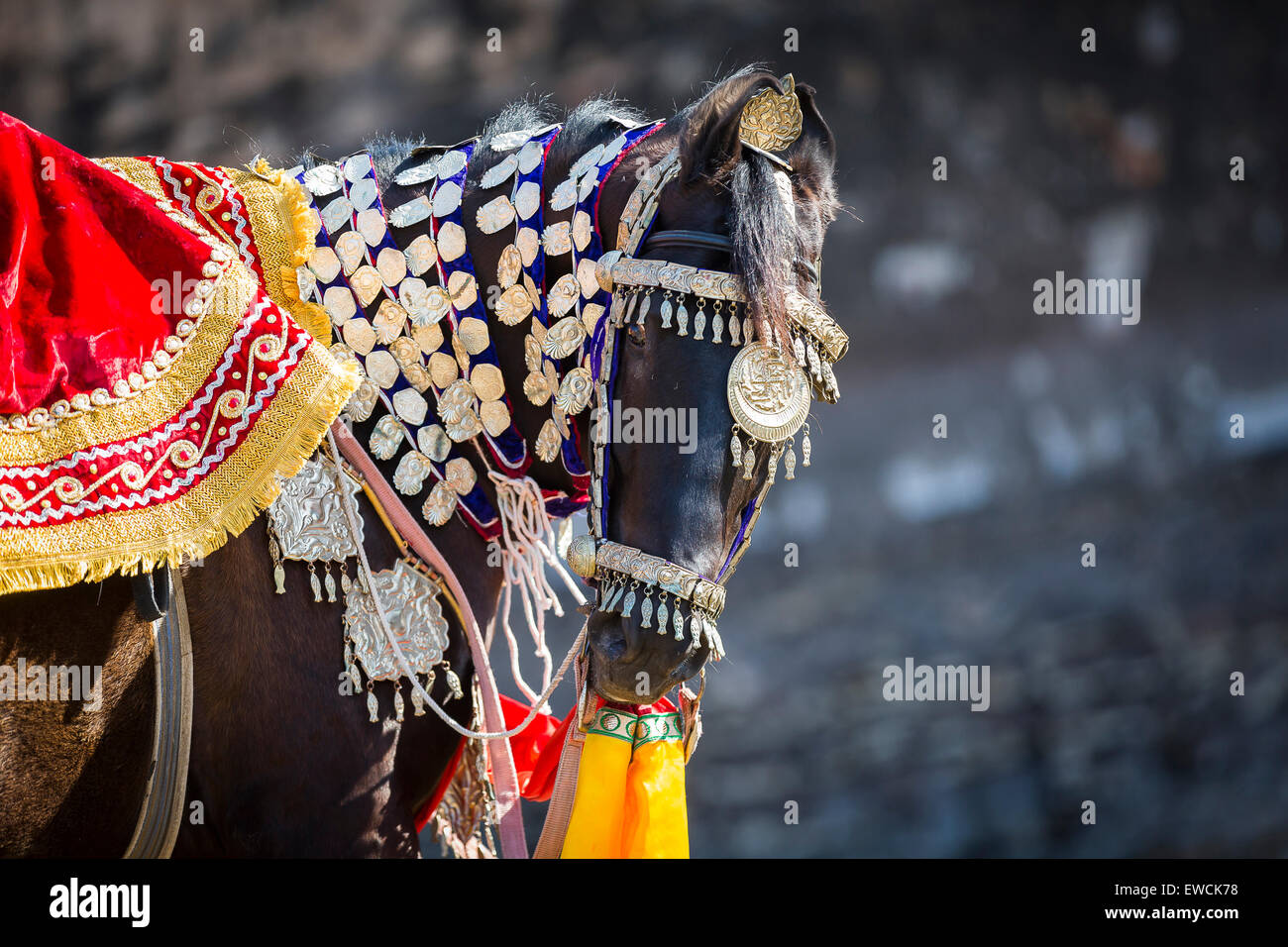 Marwari Horse. Ritratto di nero cavallo di ballo. Rajasthan, India Foto Stock