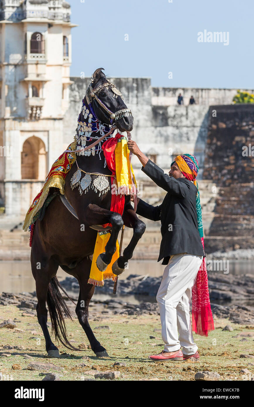 Marwari Horse. Black Horse eseguendo una Pesade durante un cavallo tradional ballo con Chittorgarh Fort in background. Rajasthan, in Foto Stock
