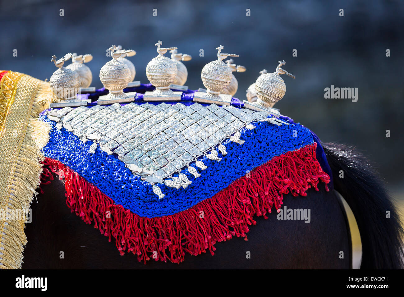 Marwari horse. Riccamente decorate dancing cavallo. Rajasthan, India Foto Stock