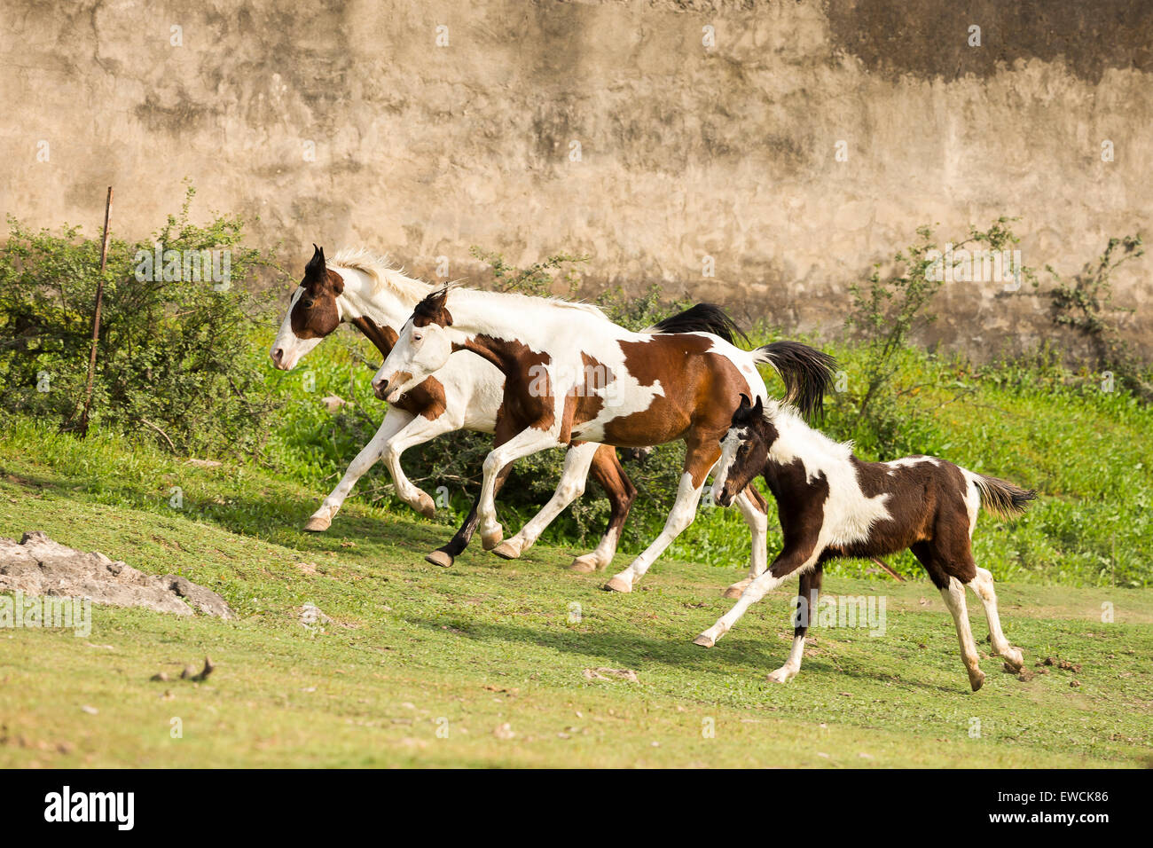 Marwari Horse. Trio di skewbald cavalli al galoppo sull'erba. Rajasthan, India Foto Stock