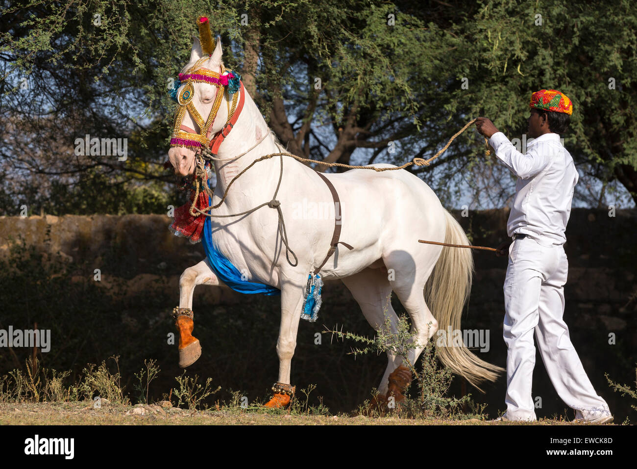Marwari Horse. Bianco dominante il mare di eseguire un Piaffe durante una tradizionale danza del cavallo. Rajasthan, India Foto Stock