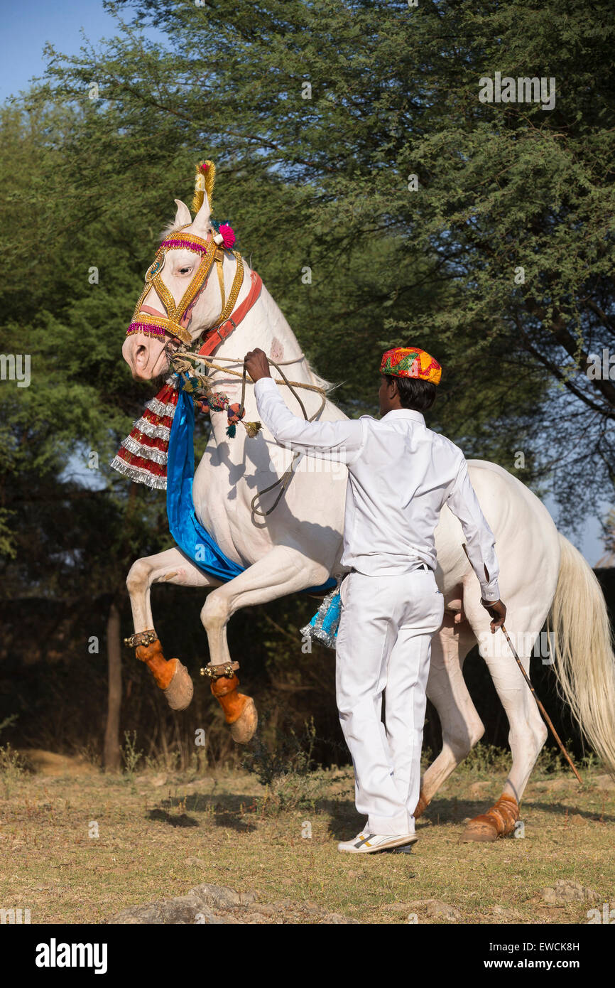 Marwari Horse. Bianco dominante il mare allevamento durante una tradizionale danza del cavallo. Rajasthan, India Foto Stock