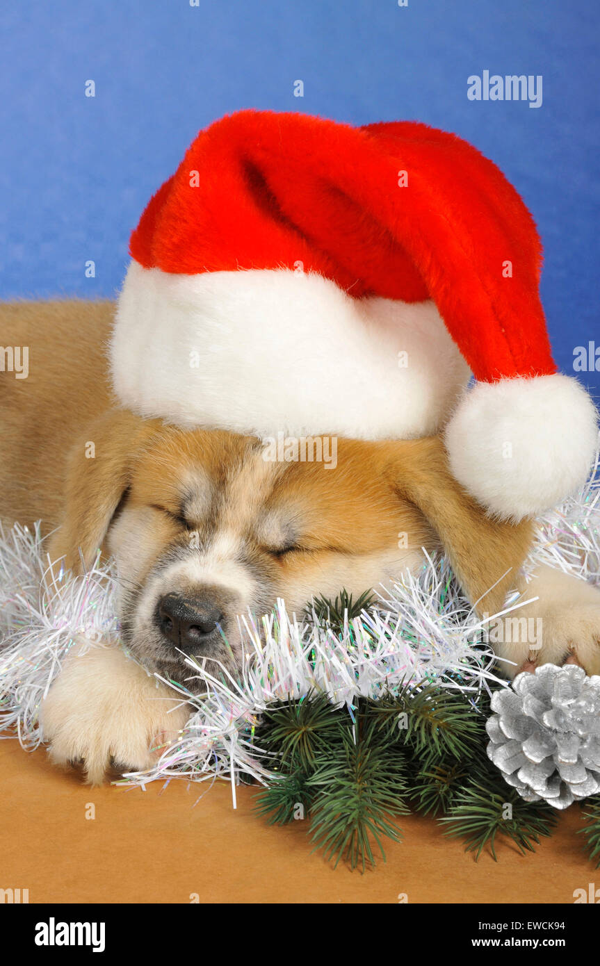 Akita Inu. Cucciolo dorme, indossando una Santa Claus cap. Germania Foto Stock