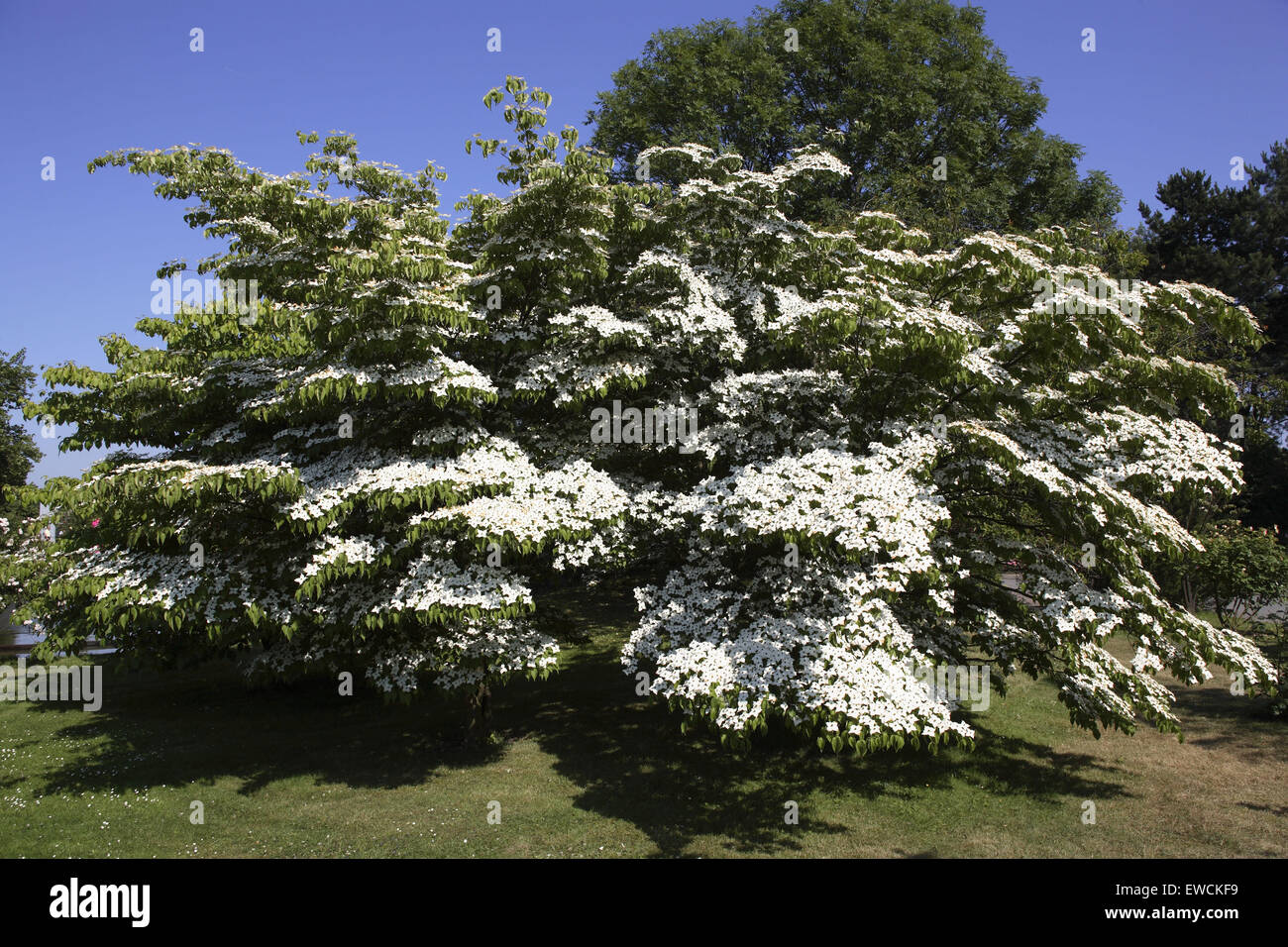 DEU, Germania, sanguinello arbusto (lat. Cornus). Foto Stock