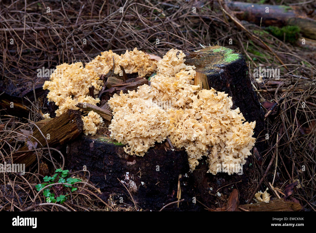 L'Europa, Germania, Sparassis, cavolfiore, a fungo (lat. Sparassis crispa). Foto Stock