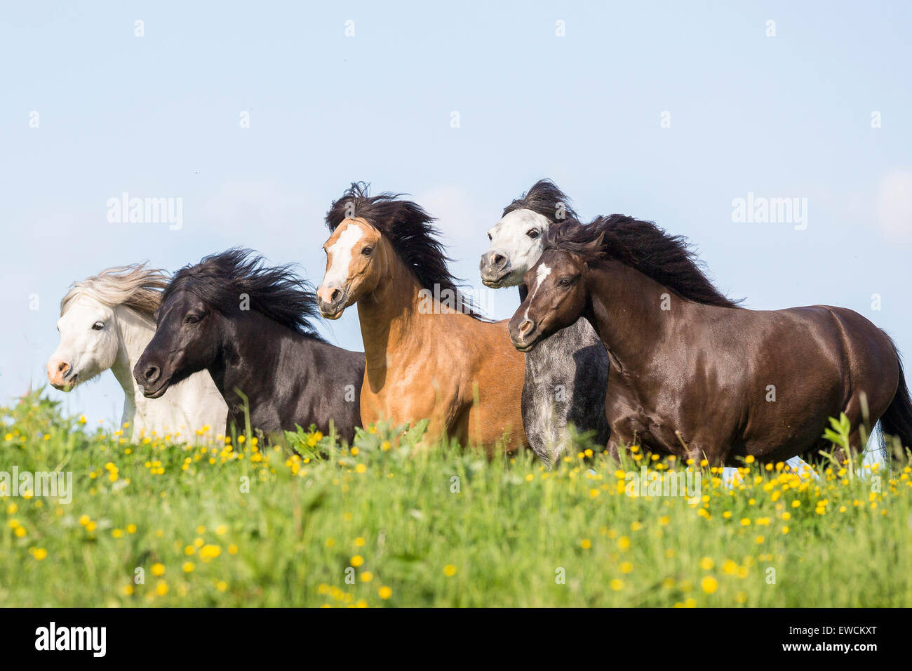 Pony Welsh. Mandria mista di Welsh Mpuntain Pony Welsh e B su un pascolo. Austria Foto Stock