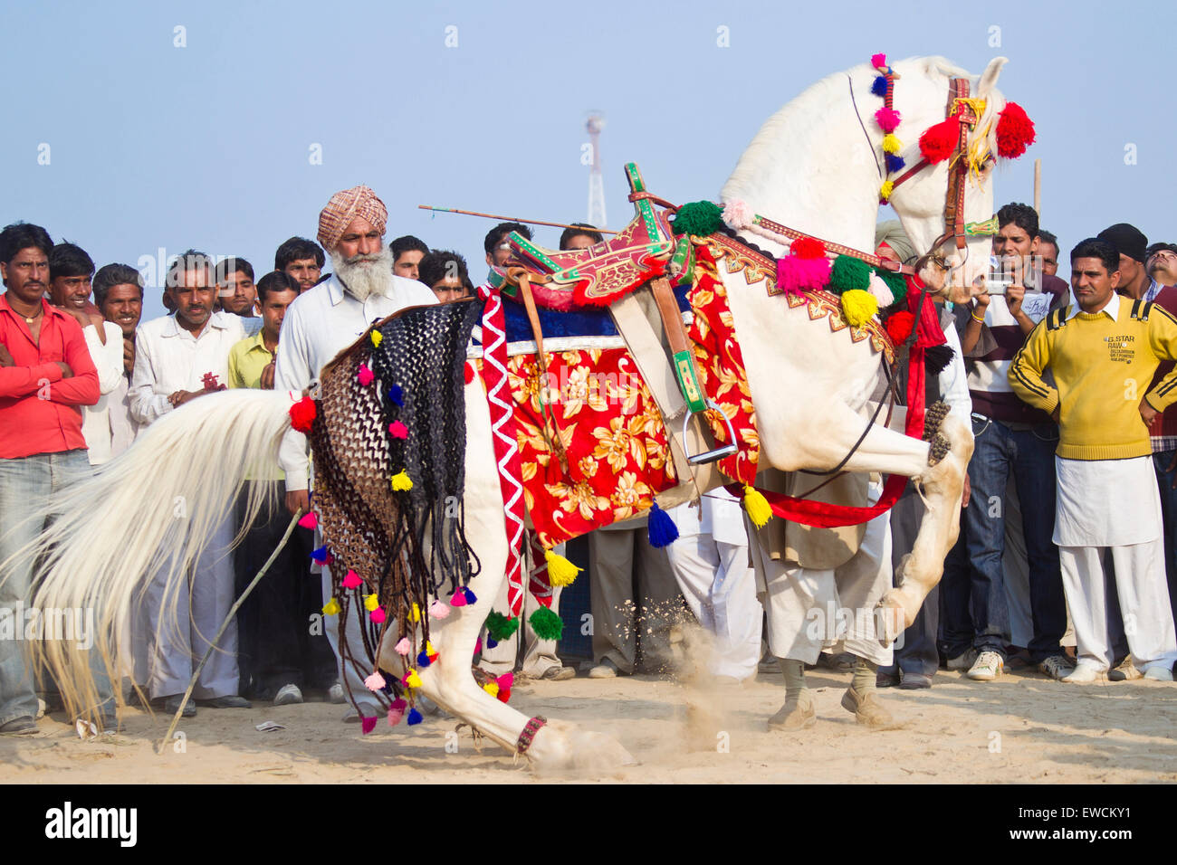 Marwari Horse. Stallone grigio nella bellissima elettrico eseguendo la Levade. Tradizionale danza del cavallo, India Foto Stock