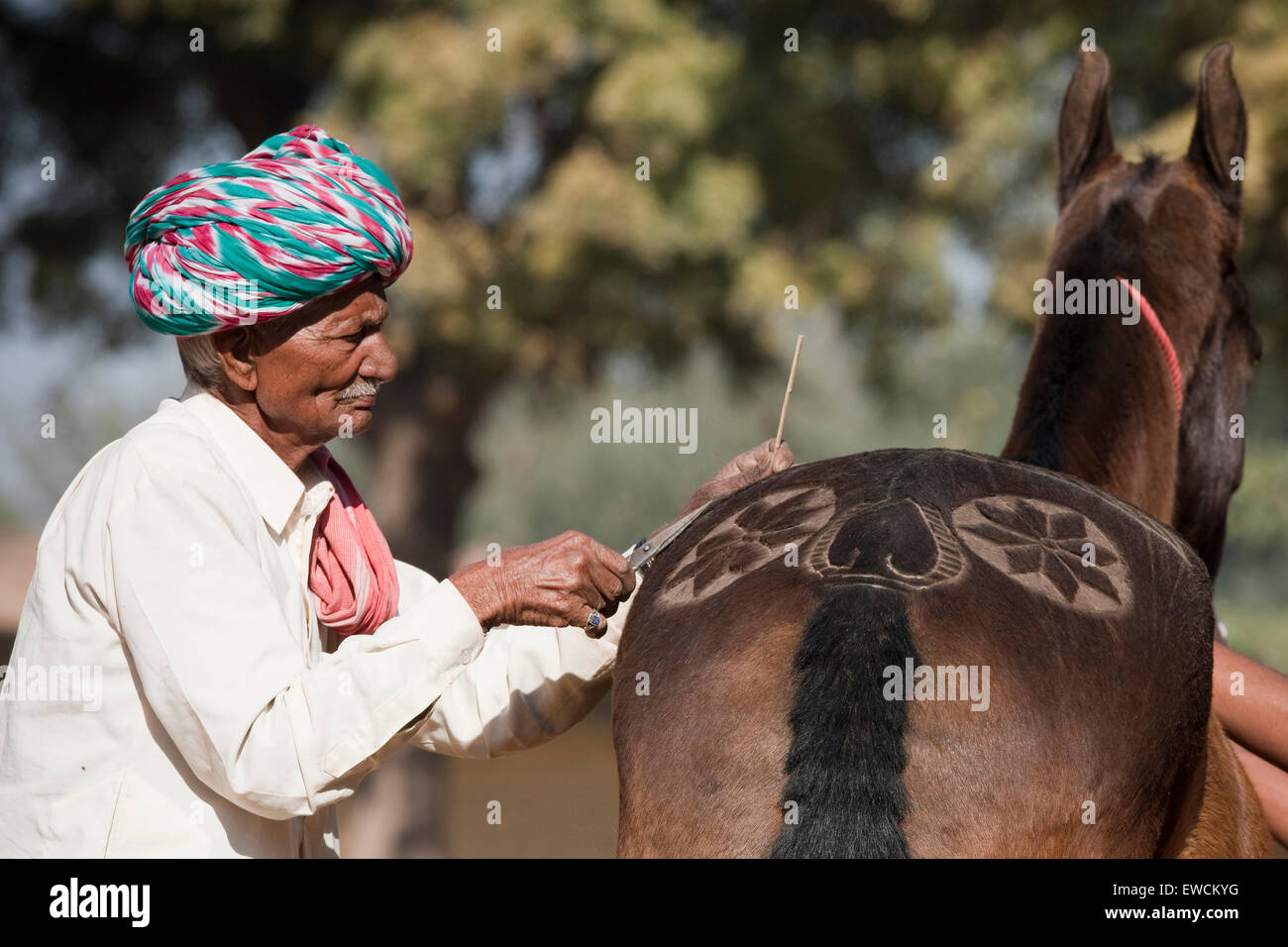 Marwari Horse. Uomo vecchio ritaglio di motivi decorativi in pelliccia di un cavallo. Rajasthan, India Foto Stock