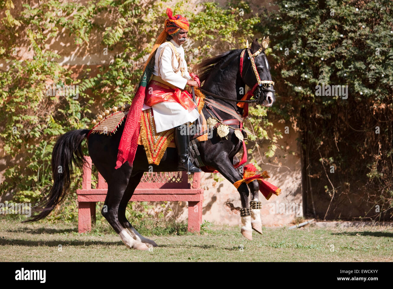 Marwari Horse. Stallone nero come dancing a cavallo con cavaliere. Rajasthan, India Foto Stock