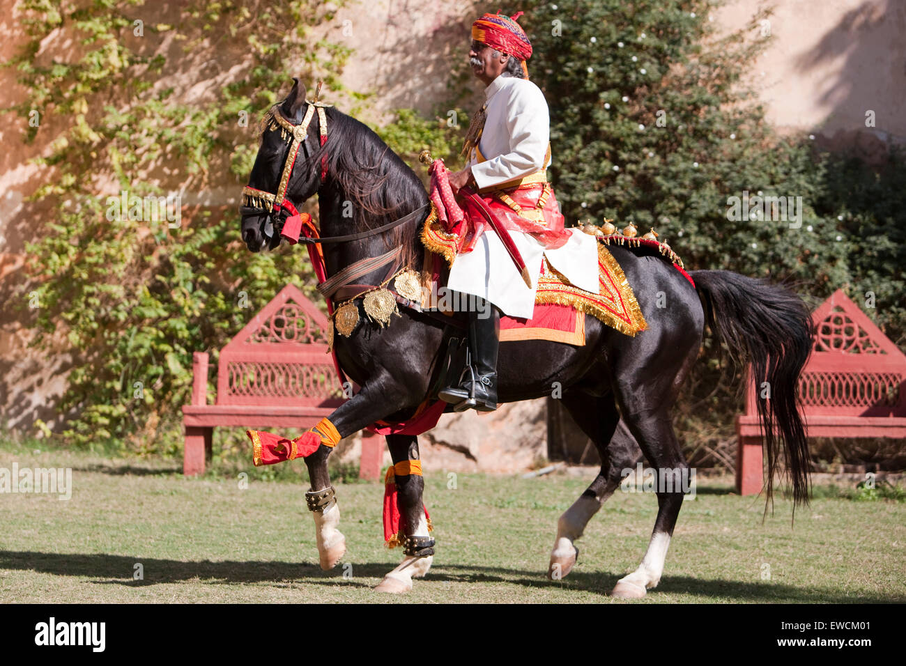 Marwari Horse. Stallone nero come dancing horse effettuando un Piaffe. Rajasthan, India Foto Stock