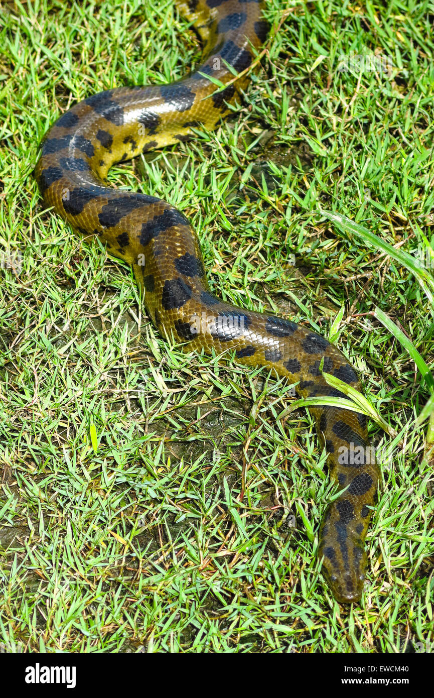 Anaconda verde (Eunectes murinus). Las Pampas de Yacuma National Park, Amazon, Bolivia Foto Stock