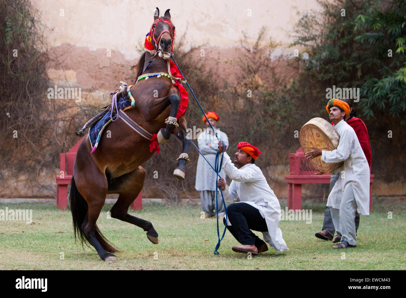 Marwari come cavallo di ballo. Baia Mare allevamento al suono della musica. Rajasthan, India Foto Stock
