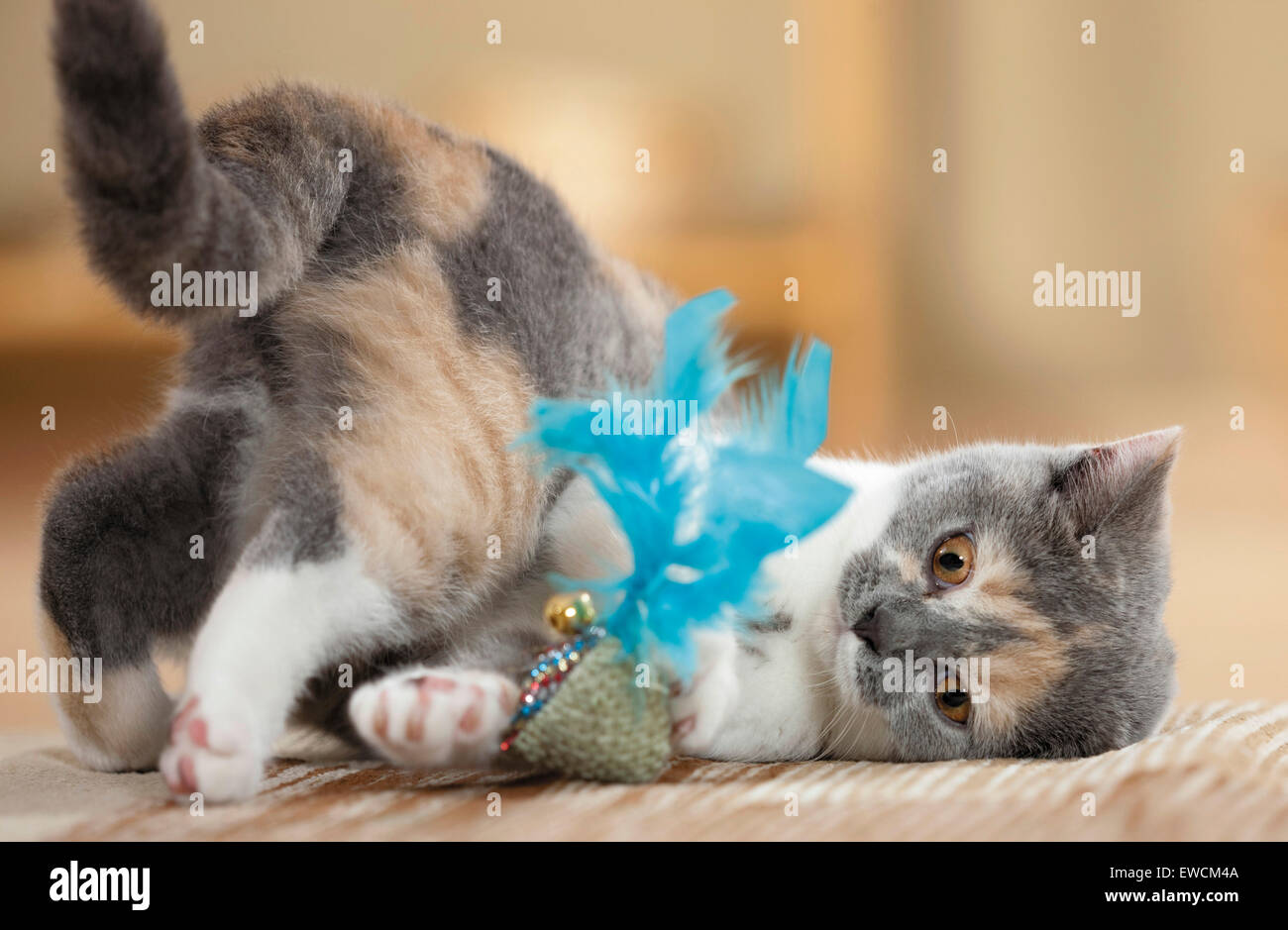 British Shorthair. Gattino gioca con un giocattolo in piuma. Germania Foto Stock
