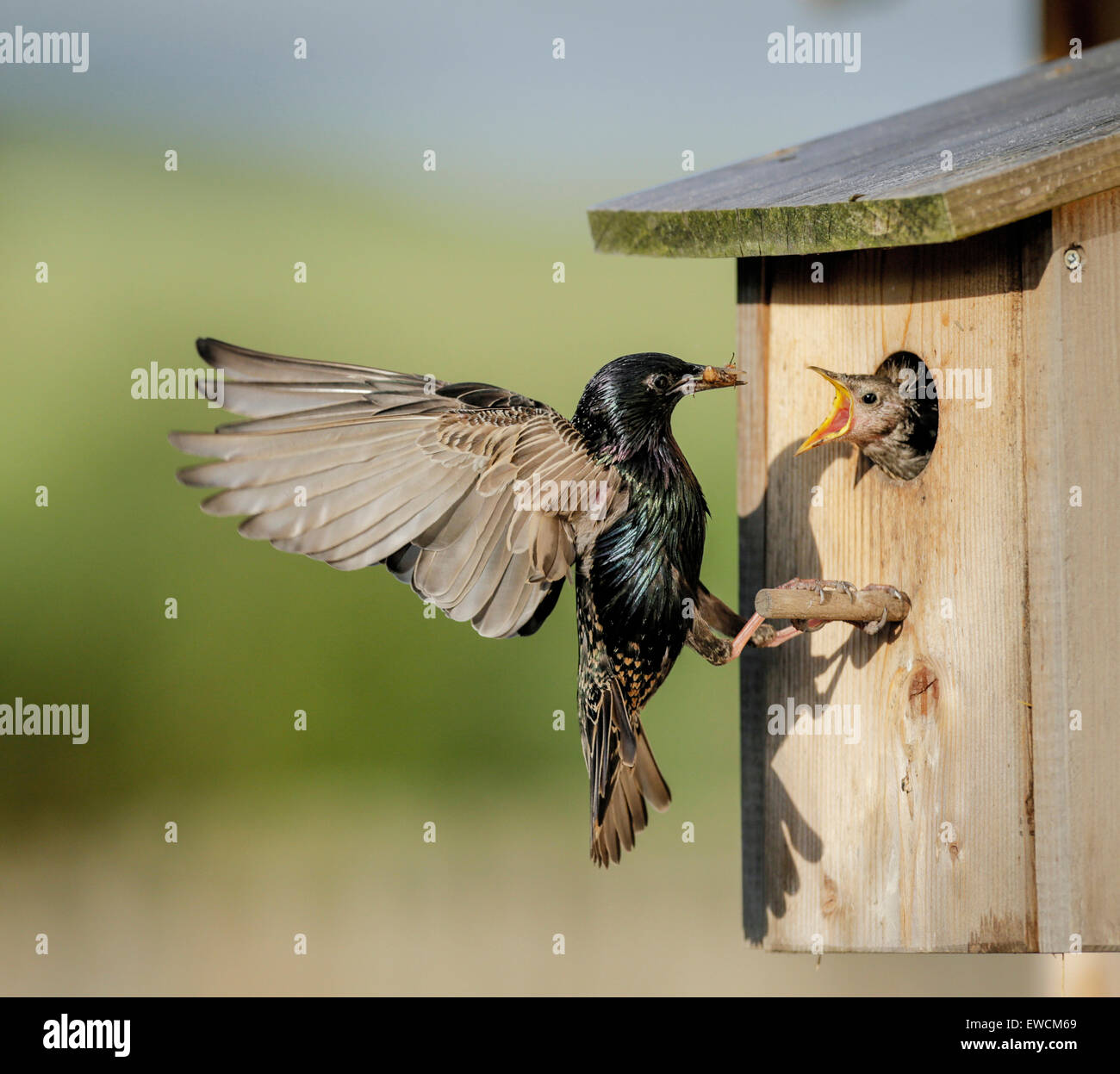 Tarling (Sturnus vulgaris). Adulto in volo di fronte la sua scatola di nidificazione. Germania Foto Stock