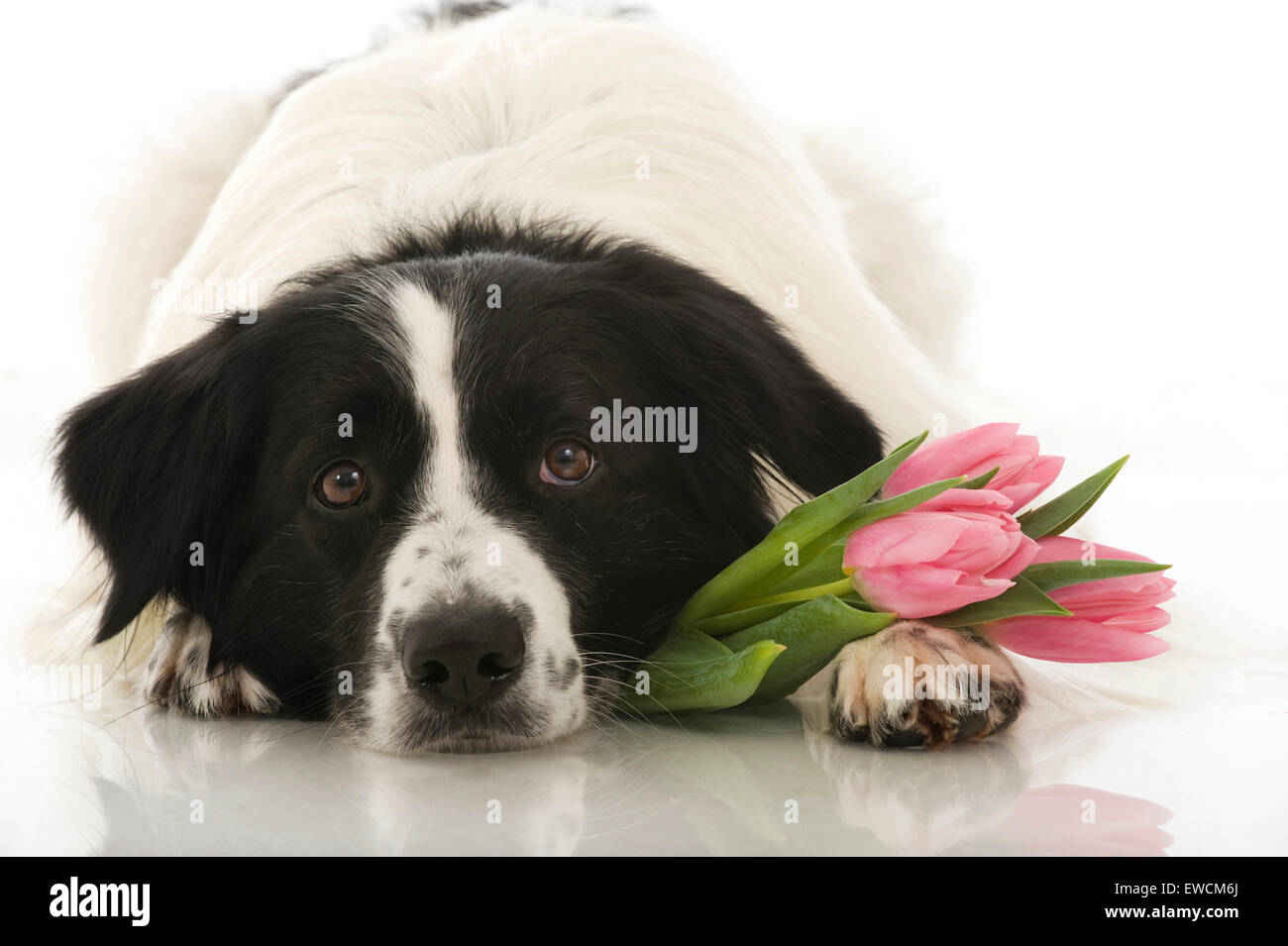 Border Collie. In bianco e nero adulto con tulipani. Studio Immagine contro uno sfondo bianco Foto Stock