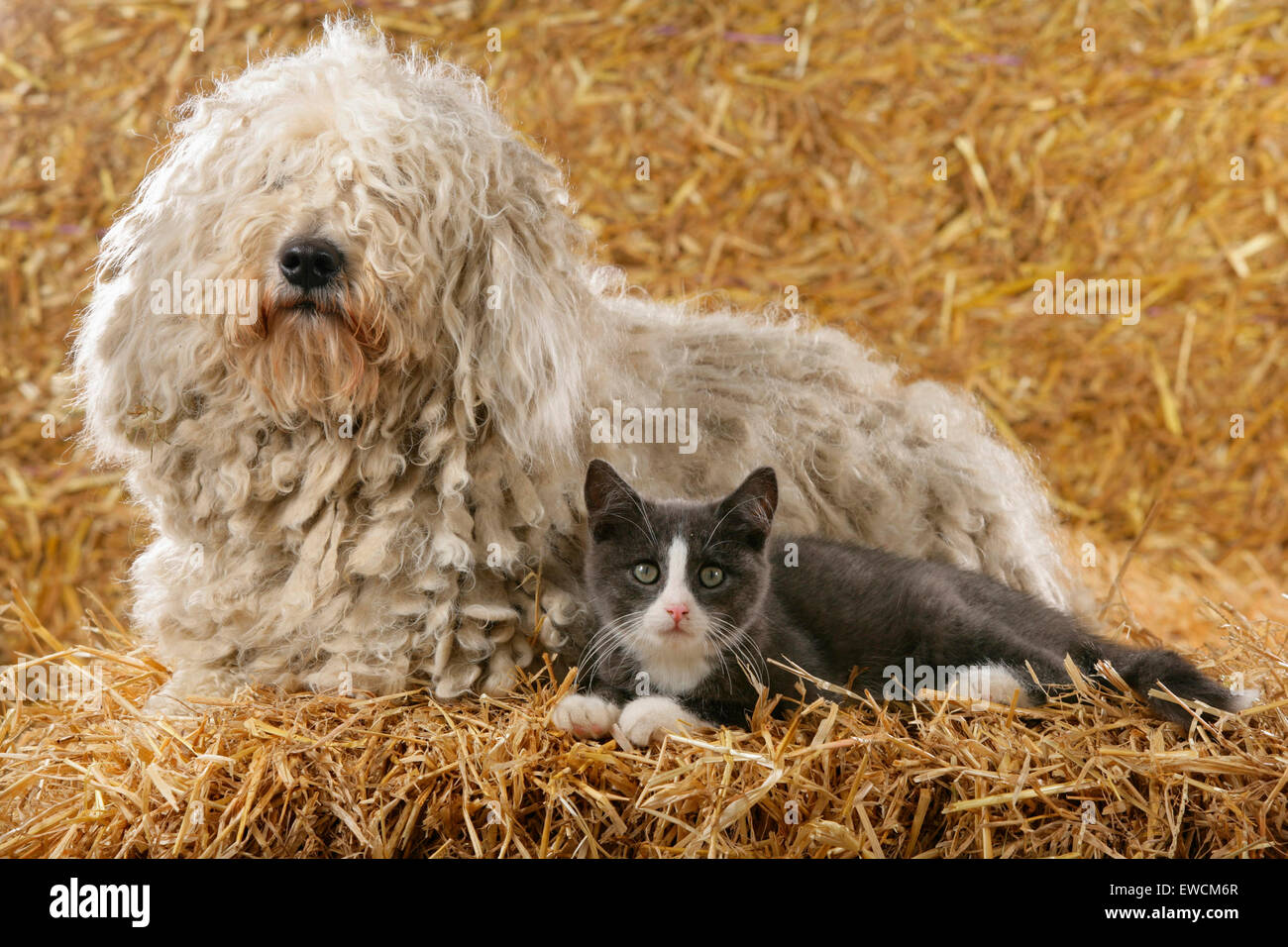 Puli e in bianco e nero Gatto sdraiato sulla paglia. Germania Foto Stock