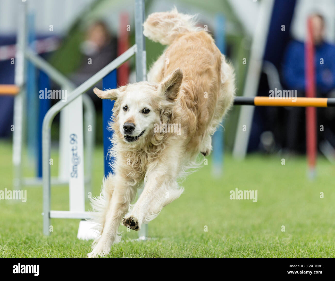 Il Golden Retriever saltando un ostacolo in un ostacolo corso di agilità. Germania Foto Stock