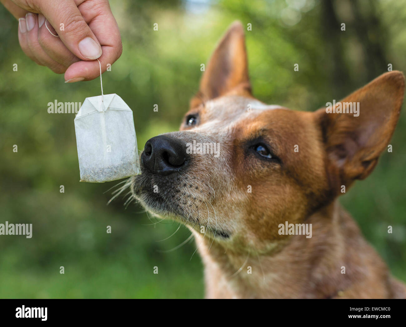 Miniature pinscher. Cane adulto lo sniffing in un sacchetto da tè. Germania Foto Stock