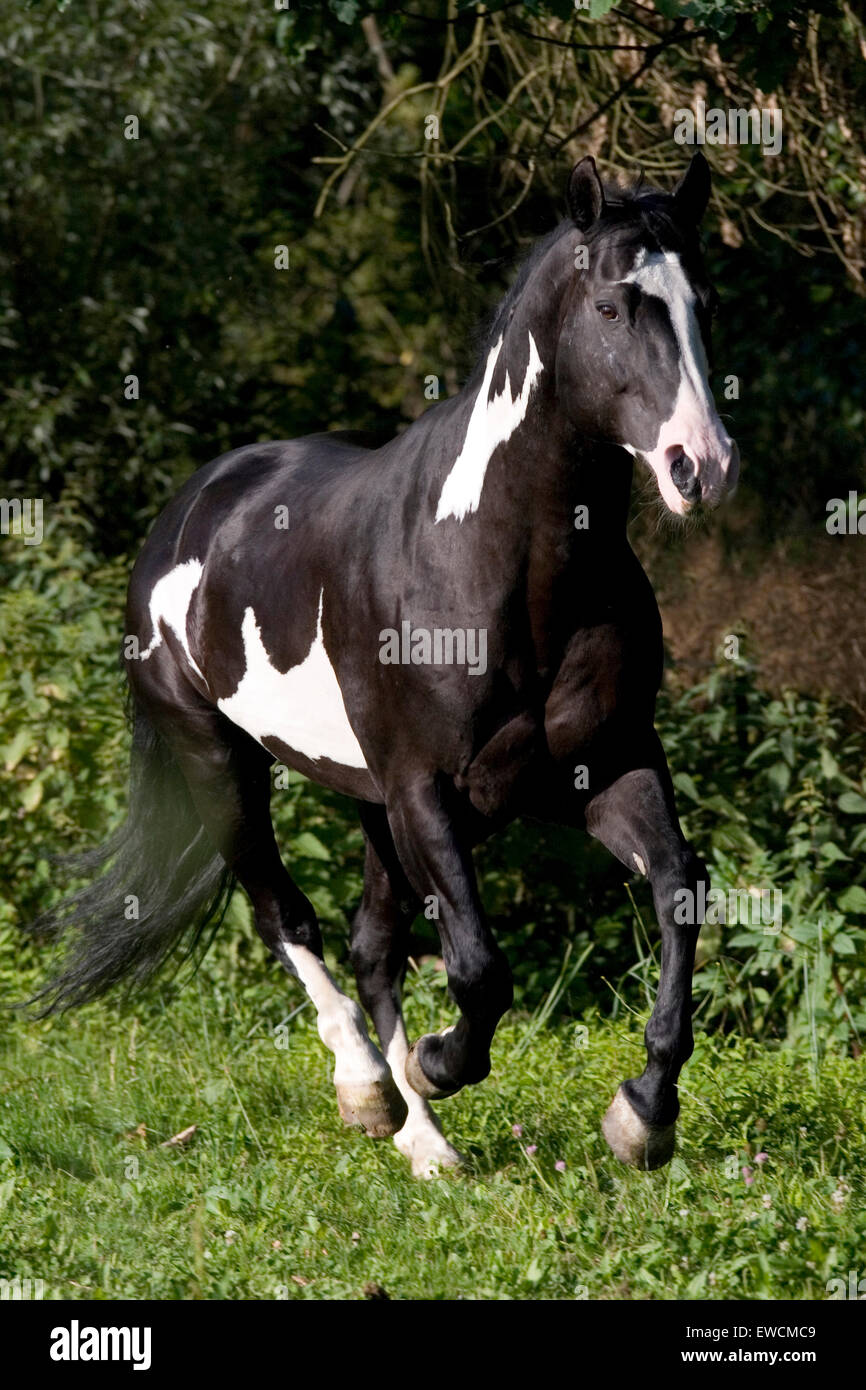 American Paint Horse. Pezzati stallone al galoppo su un pascolo. Austria Foto Stock