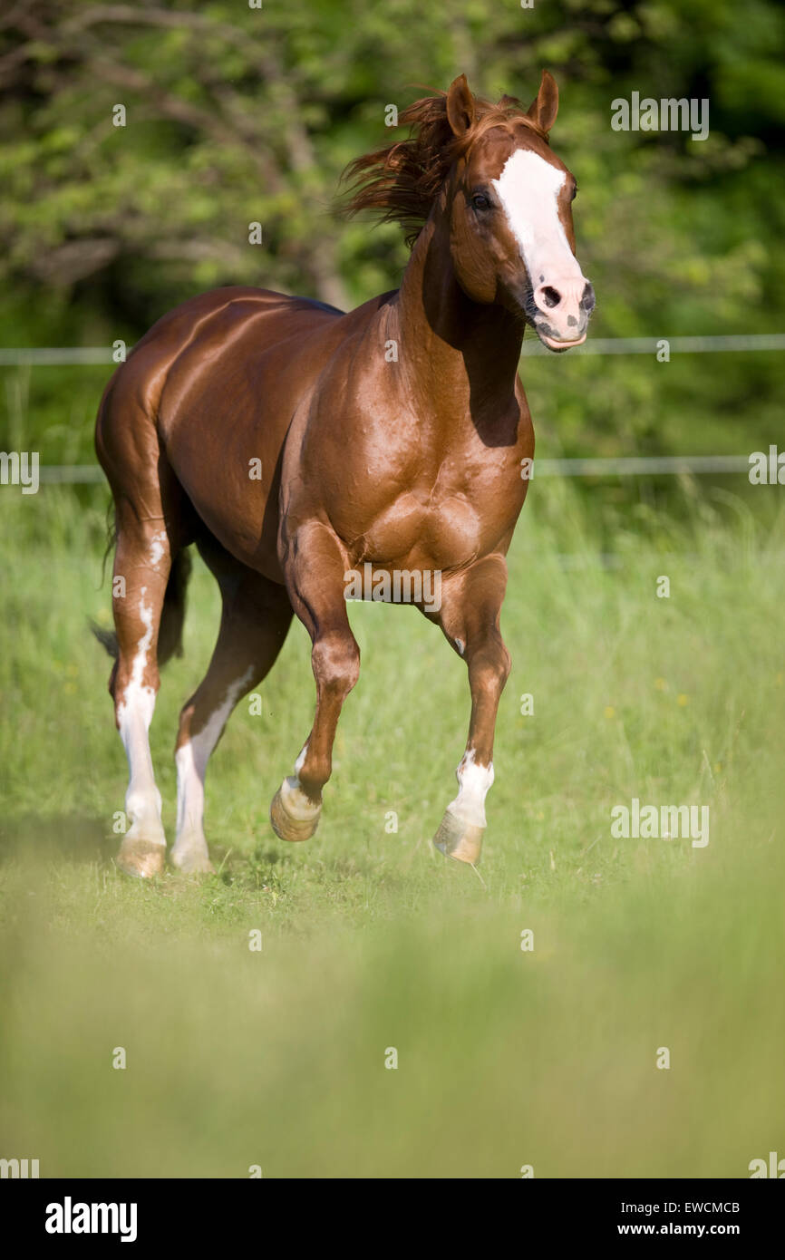 American Paint Horse. Skewbal stallone al galoppo su un pascolo. Austria Foto Stock