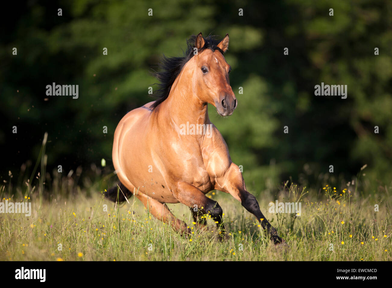 American Quarter Horse. Dun adulto al galoppo su un pascolo. Germania Foto Stock