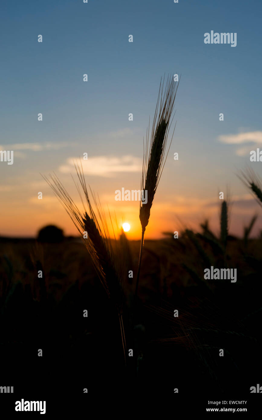 Orecchio di grano al tramonto Foto Stock