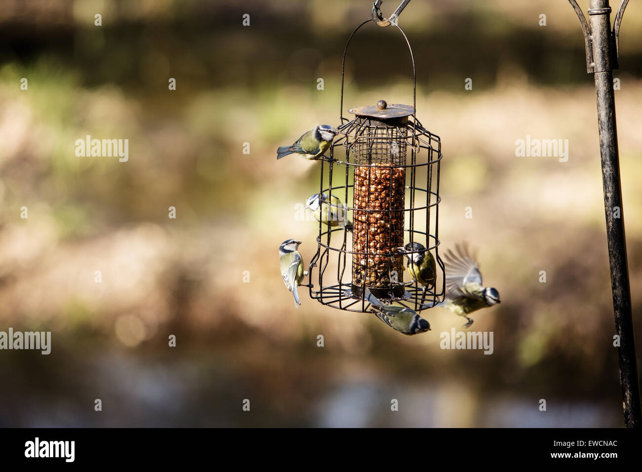 Gli uccelli a mangiare un uccello alimentare istituito nel bosco Foto Stock