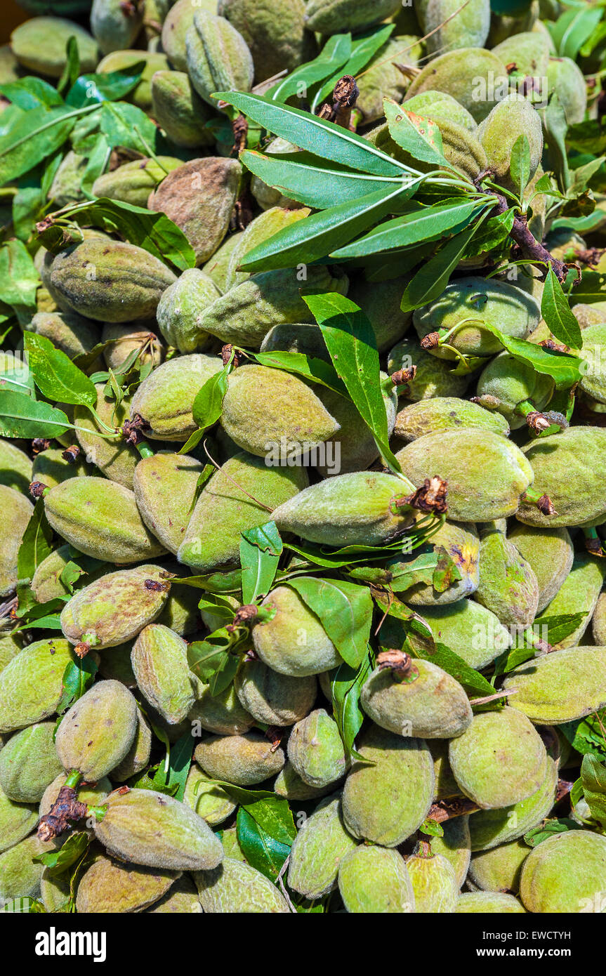 Puglia Parco Nazionale del Gargano prodotto tipico di mandorle Foto Stock