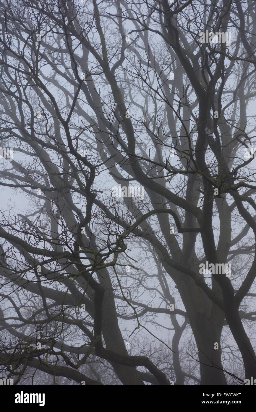 Albero di quercia rami nella nebbia Foto Stock