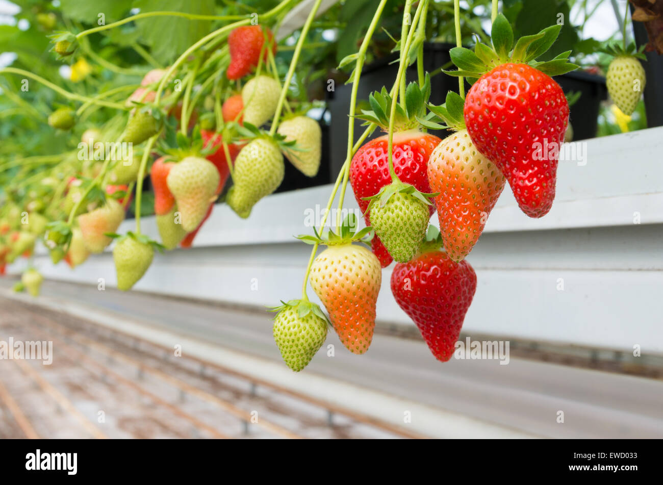 La coltivazione di fragole in una serra commerciale Foto Stock