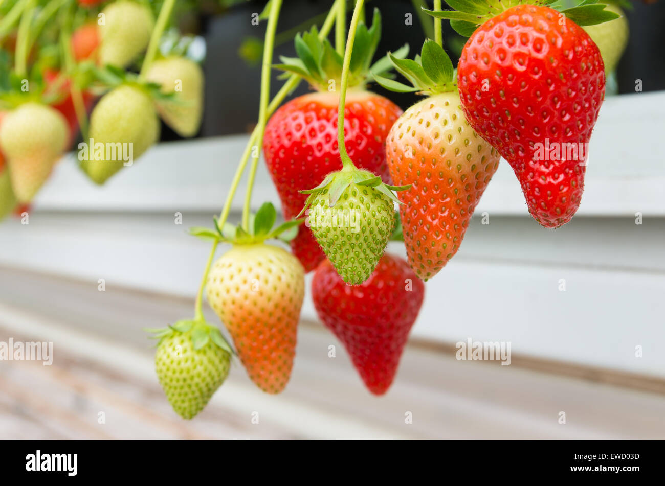 La coltivazione di fragole in una serra commerciale Foto Stock